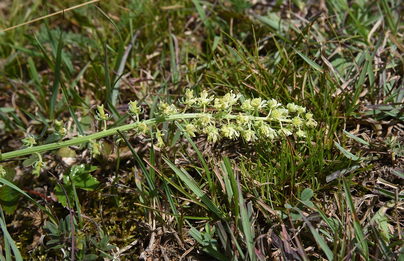 Изображение особи Reseda lutea.