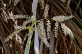 Washingtonia robusta. Соцветие. Египет, мухафаза Асуан, г. Асуан, в культуре. 03.05.2023.