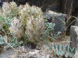 Astragalus chaetodon. Часть растения с завязавшимися плодами. Казахстан, Жамбылская обл., Мойынкумский р-н, 34 км ЮВ пос. Акбакай; Чу-Илийские горы, долина р. Шагырлысай, приречное скальное обнажение по левому борту долины; группировка пустынных петрофитов на каменисто-песчаной осыпи. 11.05.2023.