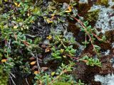 Loiseleuria procumbens