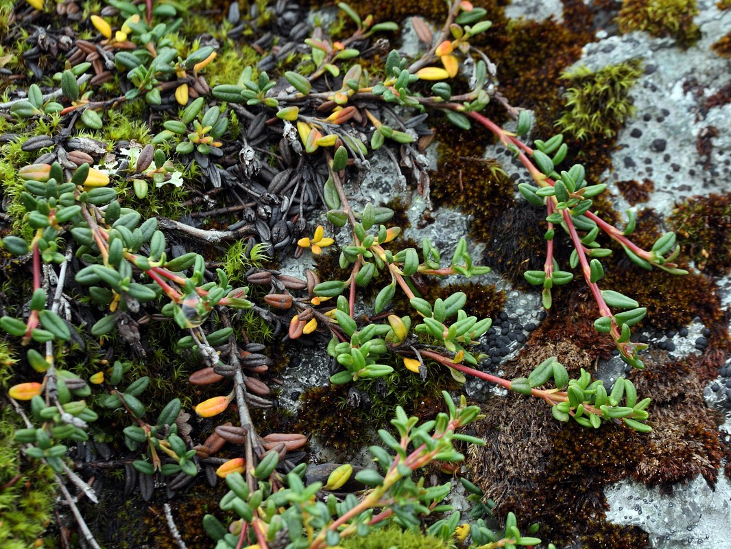 Image of Loiseleuria procumbens specimen.
