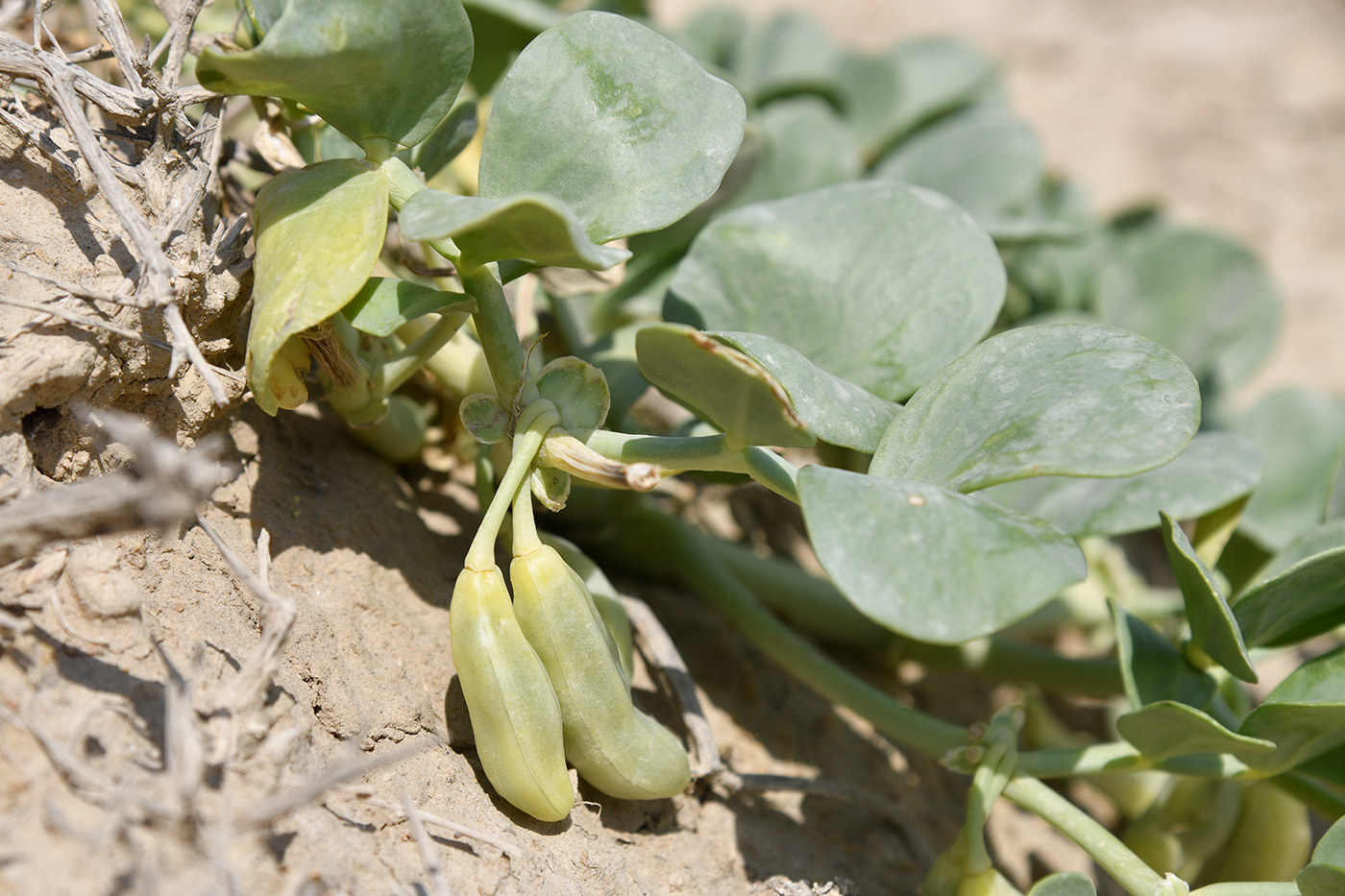 Изображение особи Zygophyllum miniatum.