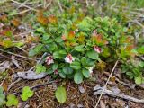 Vaccinium vitis-idaea