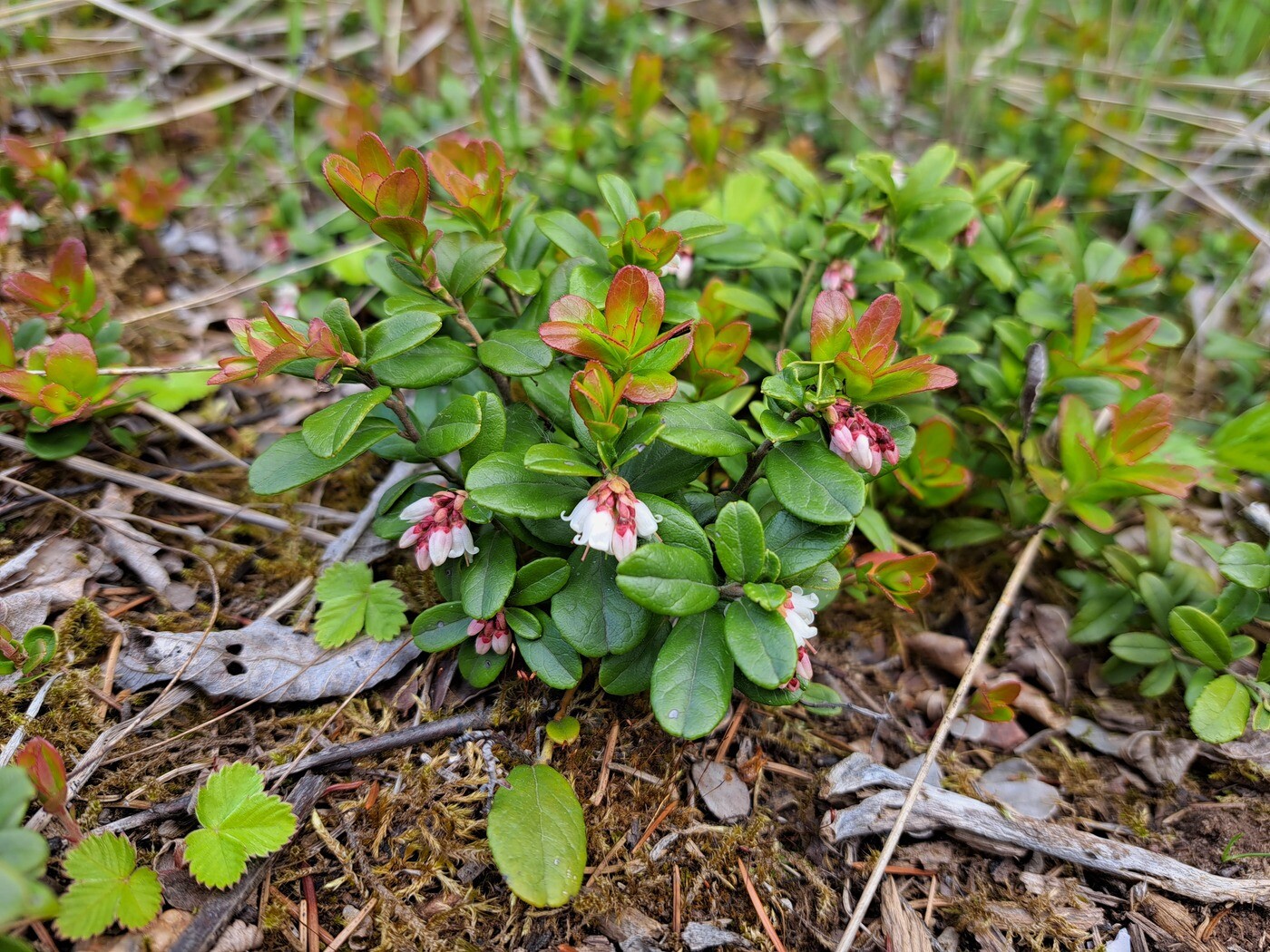 Image of Vaccinium vitis-idaea specimen.