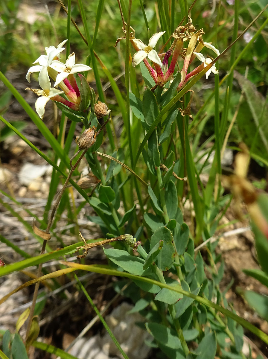 Image of Stelleropsis caucasica specimen.