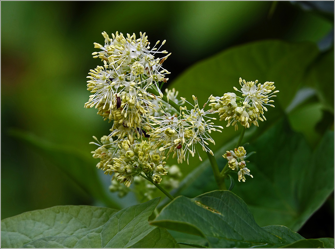 Изображение особи Thalictrum lucidum.
