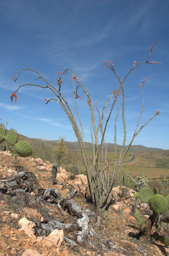 Image of Fouquieria splendens specimen.