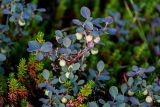 Vaccinium uliginosum. Верхушка плодоносящего растения с незрелыми плодами (на переднем плане — побеги Empetrum). Красноярский край, Таймырский Долгано-Ненецкий р-н, плато Путорана, устье р. Кутарамакан, тундра. 26.07.2023.