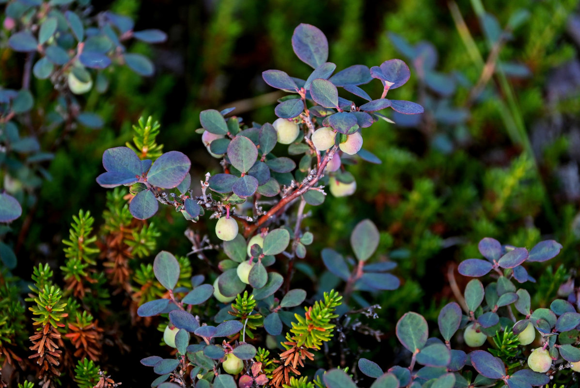 Изображение особи Vaccinium uliginosum.