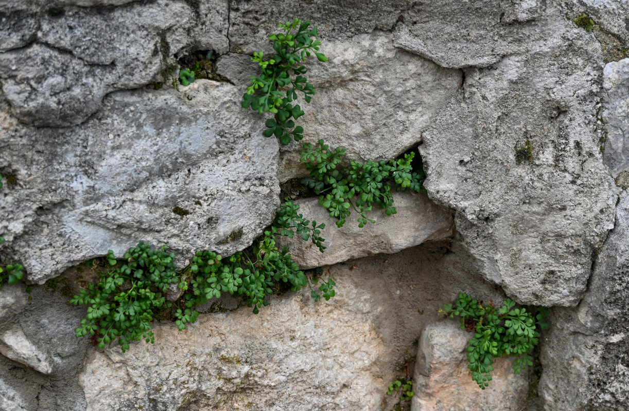 Изображение особи Asplenium ruta-muraria.