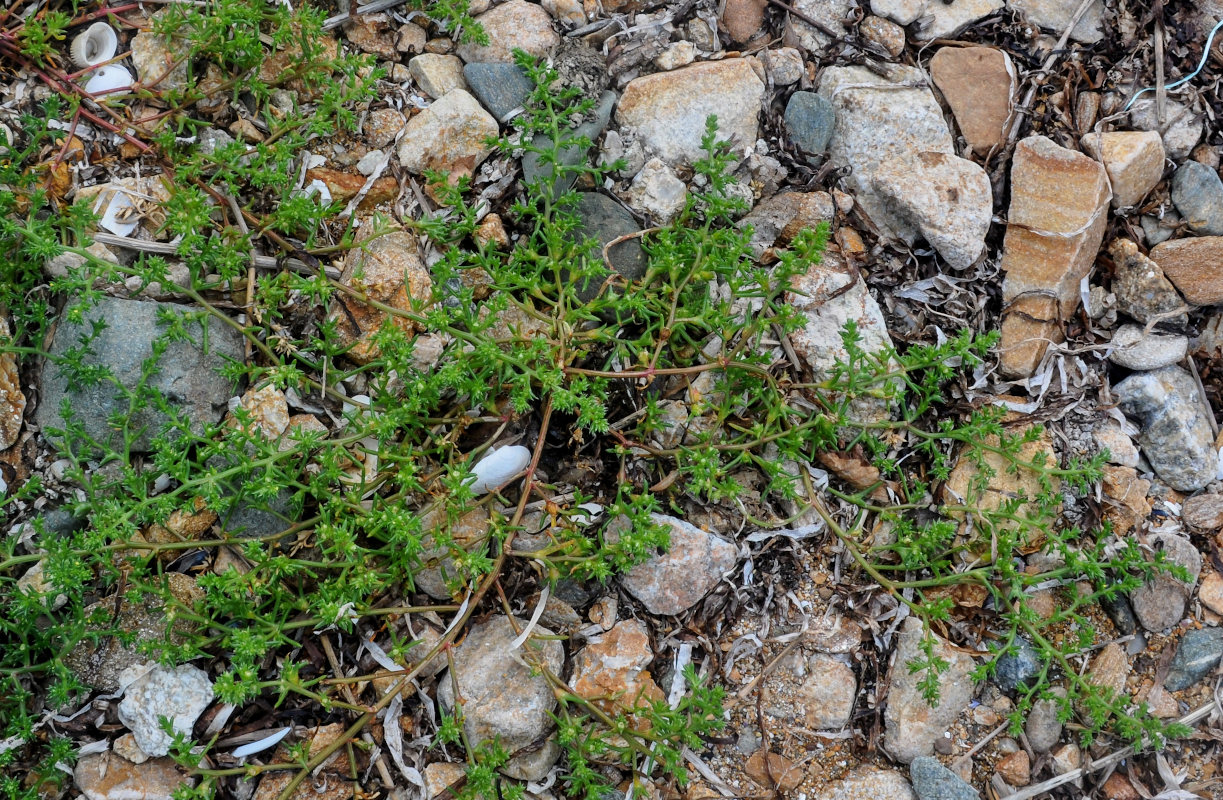 Image of Salsola komarovii specimen.