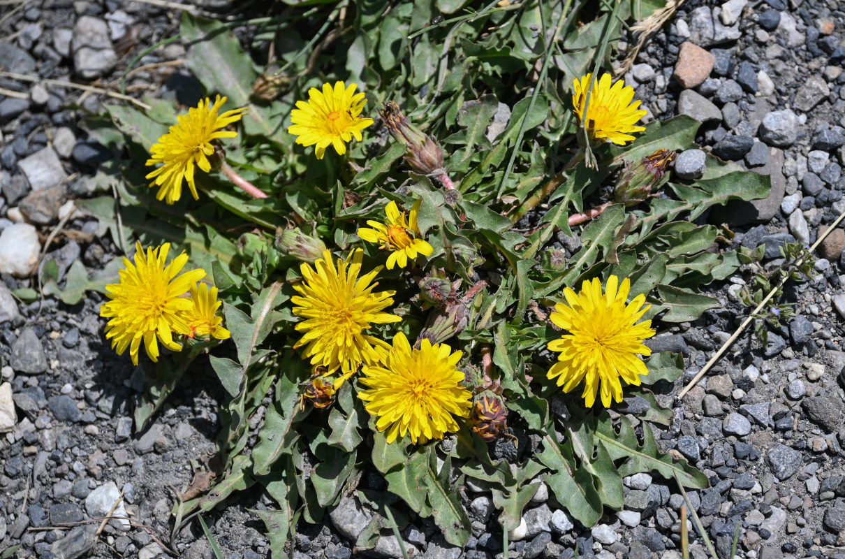 Изображение особи род Taraxacum.