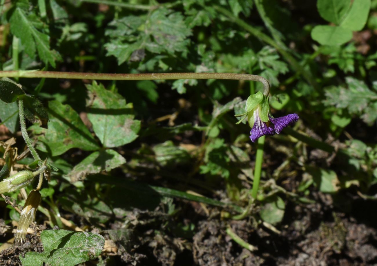 Image of genus Viola specimen.