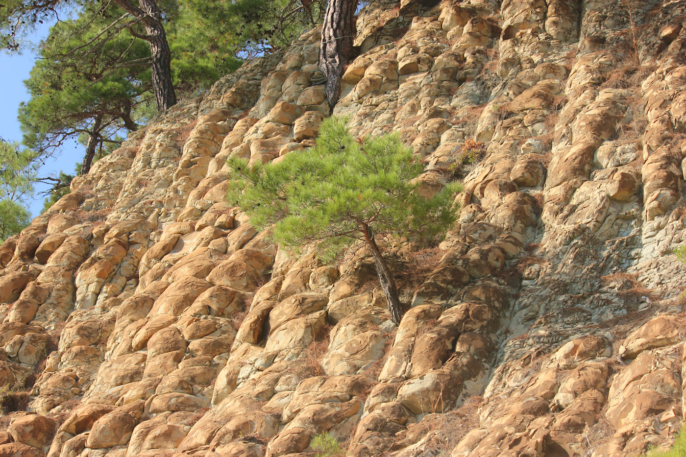 Image of Pinus pityusa specimen.