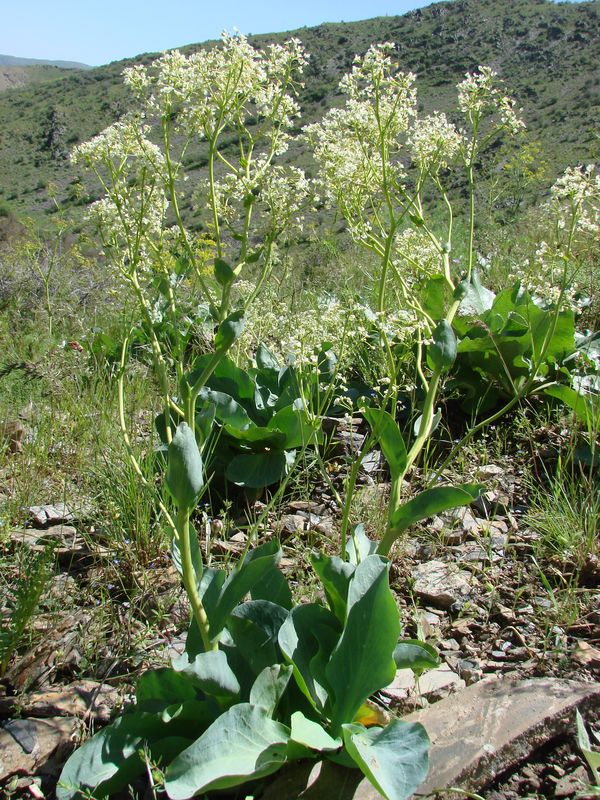 Image of Stubendorffia olgae specimen.