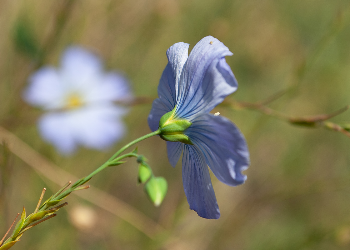 Изображение особи Linum komarovii.