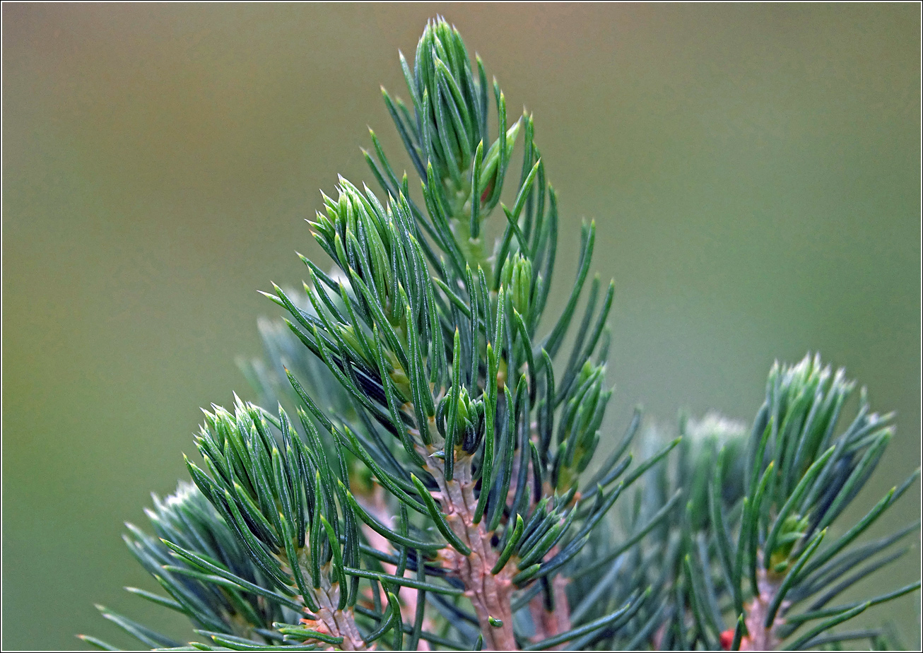 Изображение особи Picea glauca.