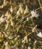 Centaurea diffusa. Верхушка цветущей и плодоносящей веточки. Оренбургская обл., Беляевский р-н, Донской сельсовет, Долгие Горы, обочина полевой дороги. 5 сентября 2023 г.