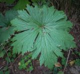 Aconitum septentrionale