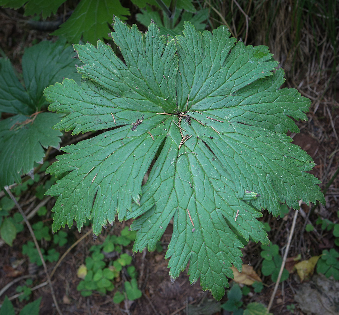 Image of Aconitum septentrionale specimen.