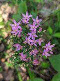 Centaurium erythraea. Соцветие. Краснодарский край, городской округ Сочи, Центральный р-н, Мамайский лесопарк, смешанный лес. 13.07.2021.