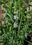 Stachys pubescens. Верхушка побега с соцветием. Армения, обл. Лори, окр. с. Лори Берд, крепость Лори Берд, ≈ 1300 м н.у.м., луговой склон. 24.06.2022.