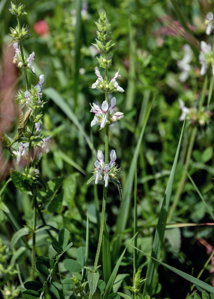 Image of Stachys pubescens specimen.