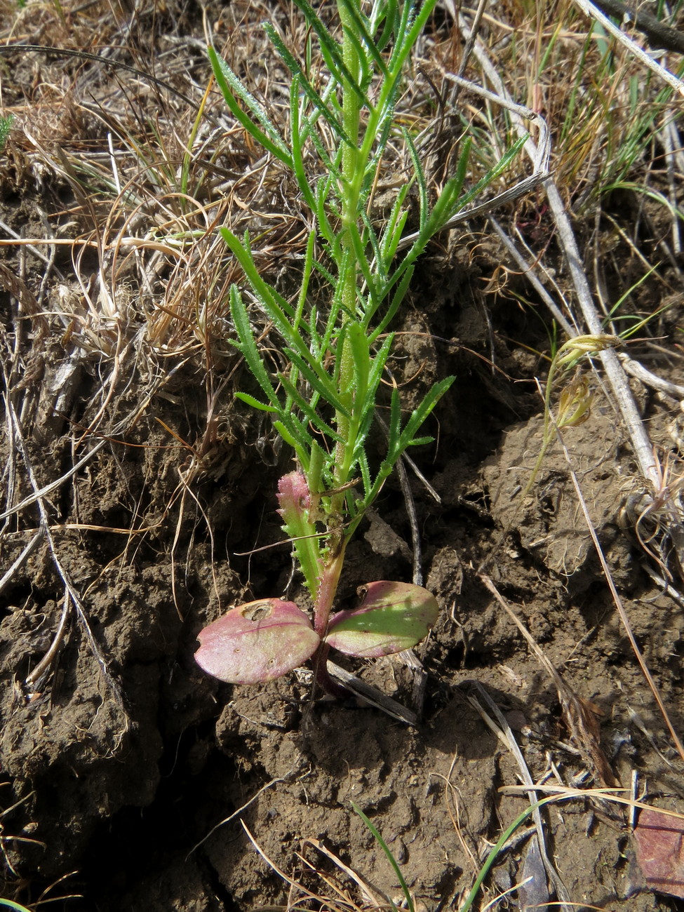 Image of Crupina vulgaris specimen.