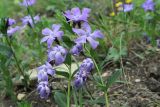 Vinca herbacea