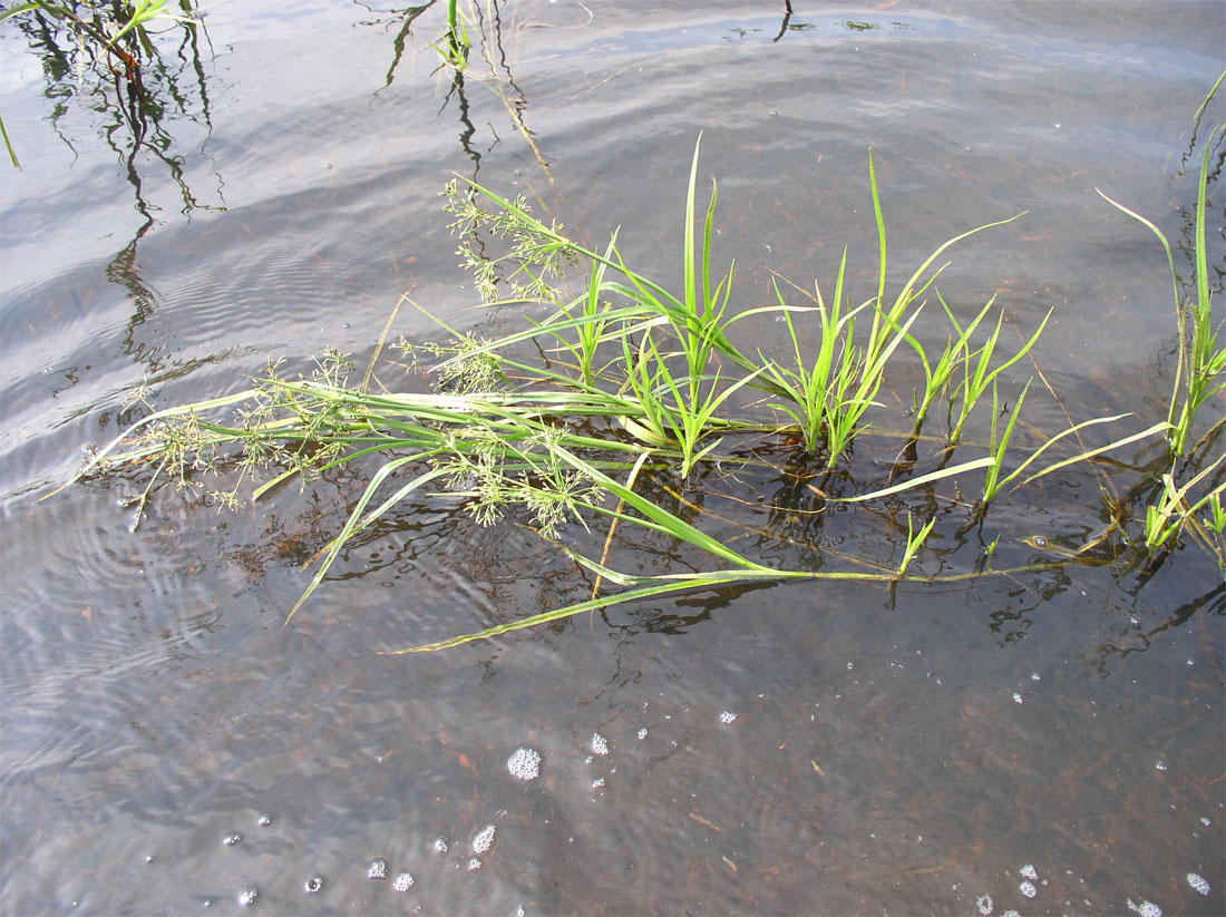 Image of Scirpus radicans specimen.