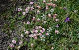 Androsace lehmanniana. Цветущие растения в сообществе с Leontopodium, Oxytropis, Gastrolychnis и Poaceae. Киргизия, Ошская обл., Памир, Заалайский хр., долина руч. Разведывательный, ур. Луковая Поляна, ≈ 3800 м н.у.м., альпийский луг. 06.07.2022.