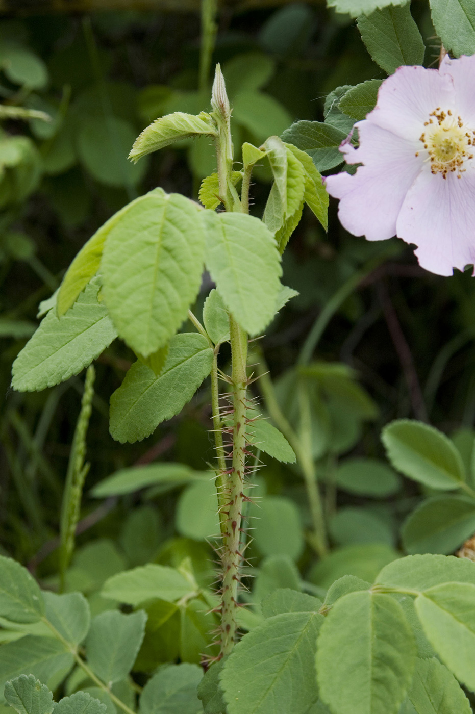 Изображение особи Rosa acicularis.