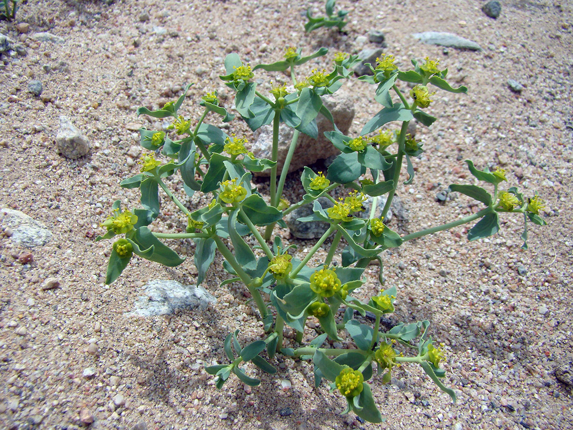 Изображение особи Euphorbia tranzschelii.