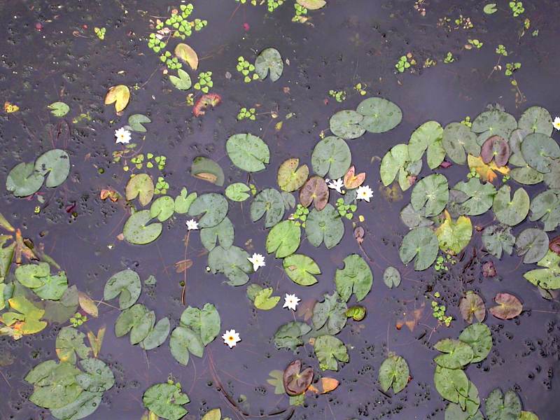 Image of Nymphaea tetragona specimen.