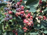 Amelanchier ovalis