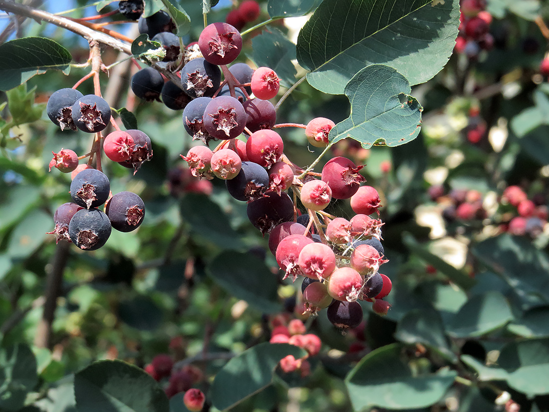 Image of Amelanchier ovalis specimen.