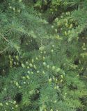 Cedrus deodara