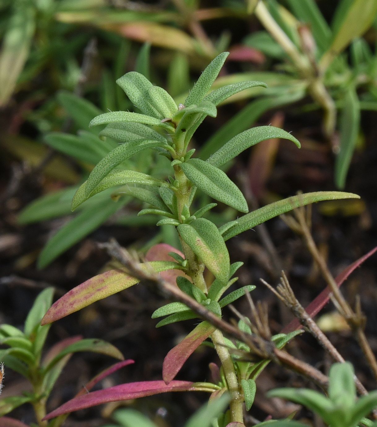 Image of genus Thymus specimen.