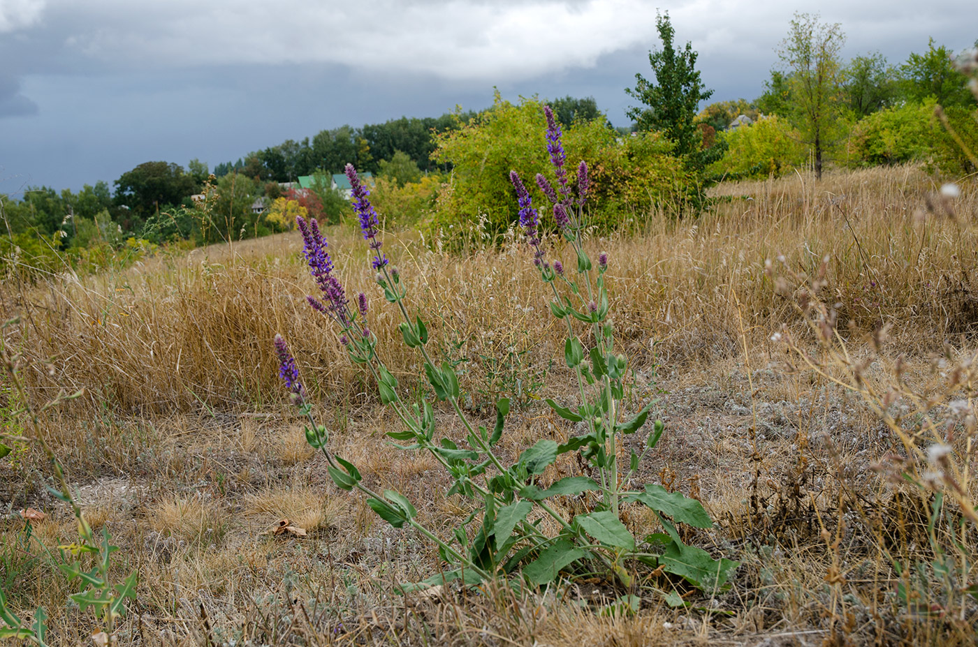 Изображение особи Salvia tesquicola.