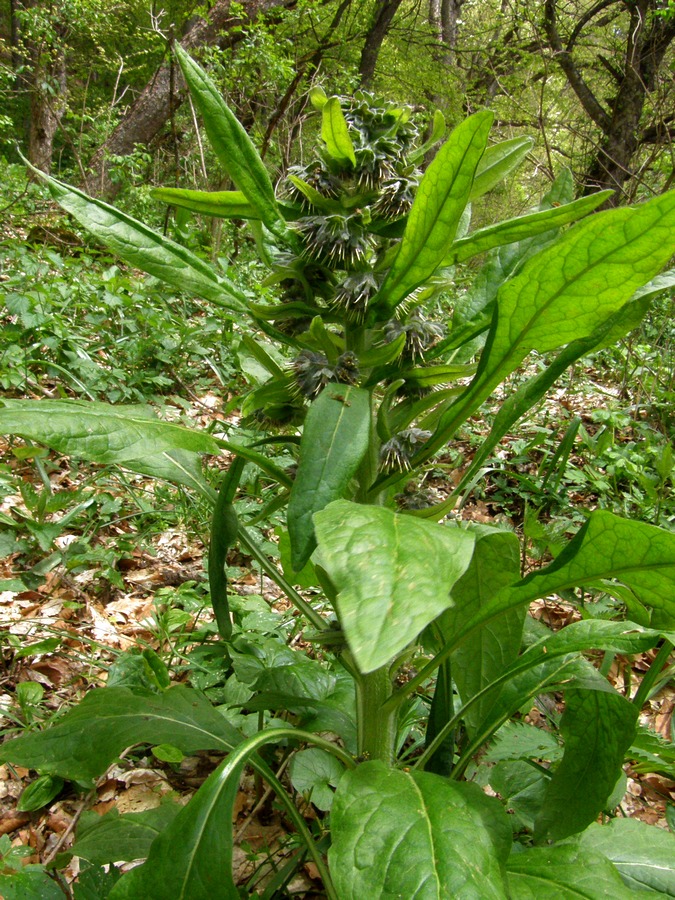 Изображение особи Solenanthus biebersteinii.