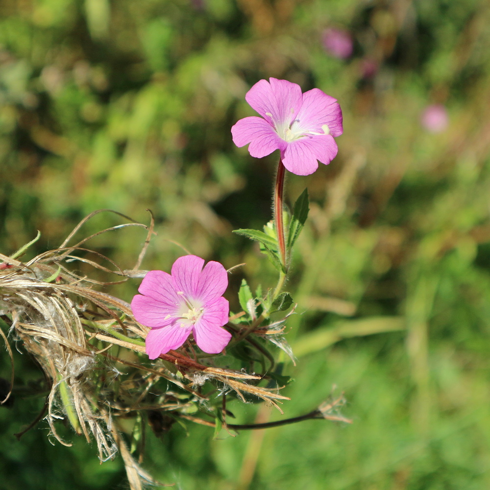 Изображение особи Epilobium hirsutum.
