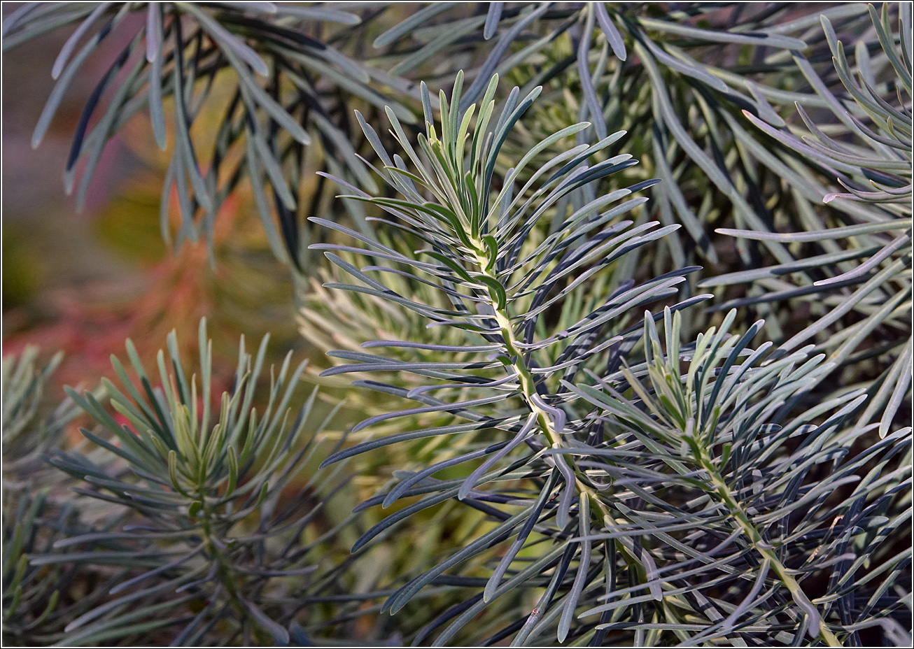 Изображение особи Euphorbia cyparissias.
