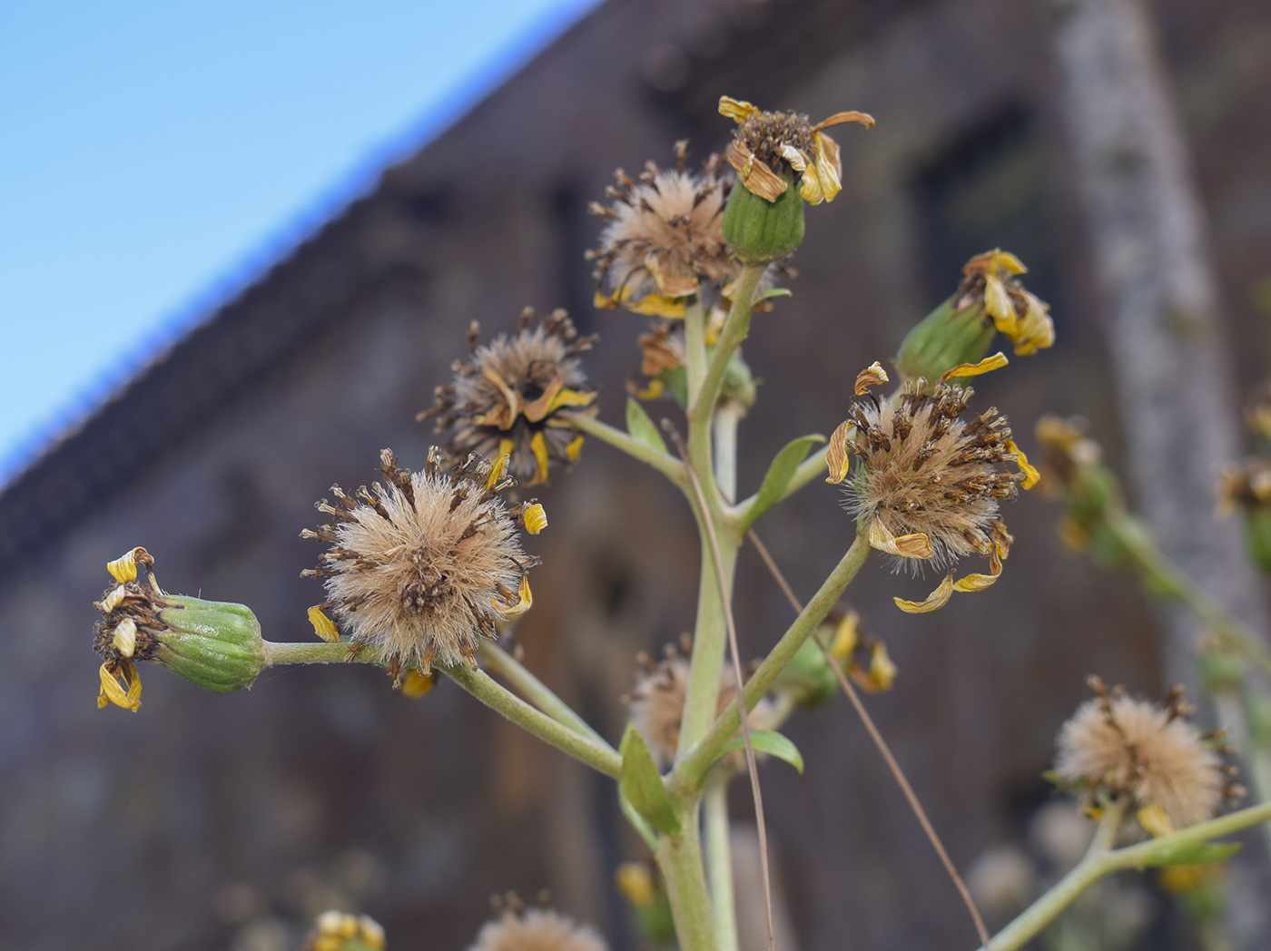 Image of Farfugium japonicum specimen.