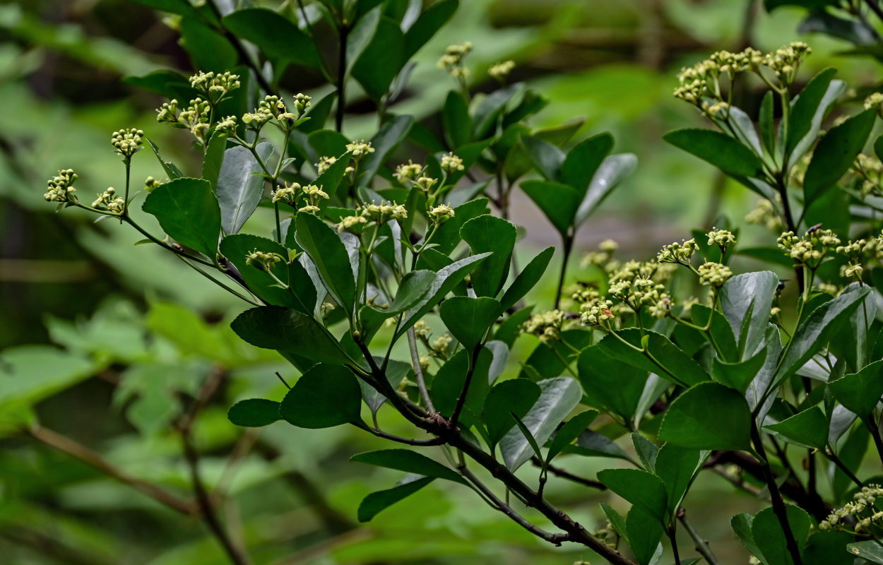 Изображение особи Euonymus japonicus.