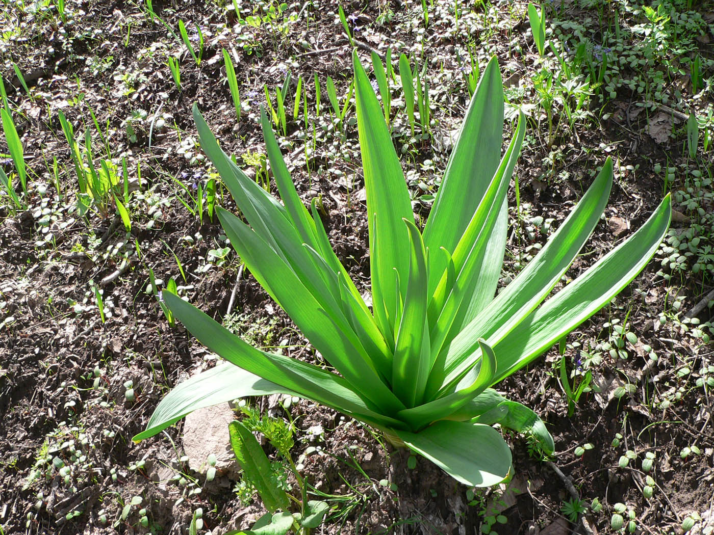 Изображение особи род Eremurus.