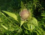 Cirsium oleraceum