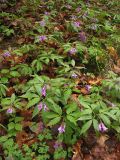 Cardamine glanduligera