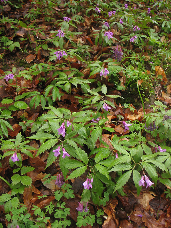 Изображение особи Cardamine glanduligera.