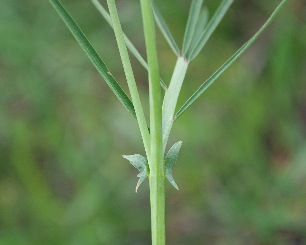 Изображение особи Lathyrus pannonicus.