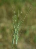 Aegilops triuncialis